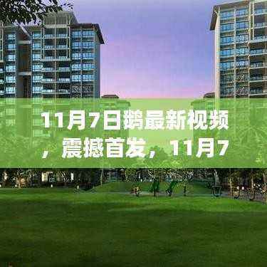 11月7日鹅最新视频揭秘,科技新星引领未来生活