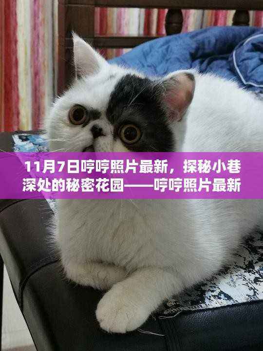 探秘小巷深处的秘密花园,哼哼照片最新特色小店揭秘