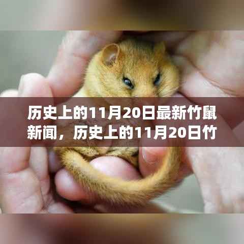 历史上的竹鼠新闻回顾,11月20日事件分析与启示