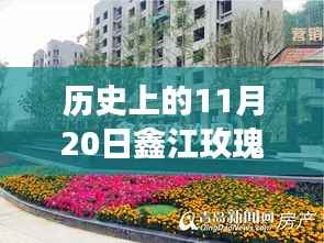历史上的11月20日,鑫江玫瑰园绽放之旅,探寻自然之美与内心平静的最新消息