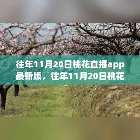 往年11月20日桃花直播app最新版解析及深度探讨