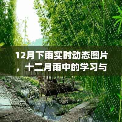 十二月雨中的学习与成长,实时动态图片记录成长足迹,自信与成就之光闪耀雨中