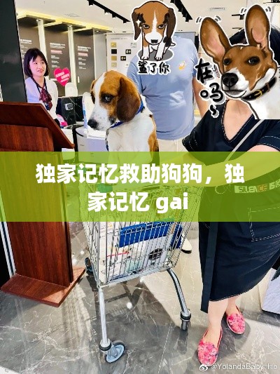 独家记忆救助狗狗,独家记忆 gai