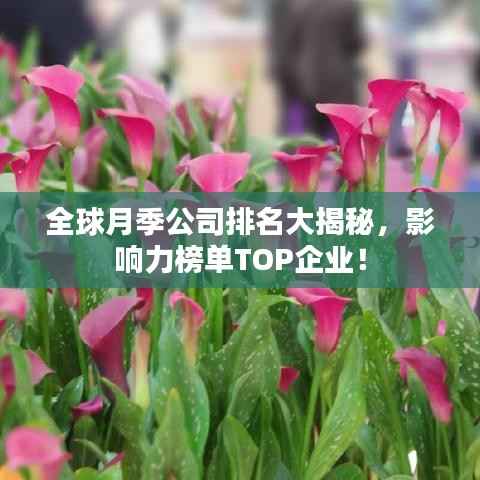 全球月季公司排名大揭秘,影响力榜单TOP企业!