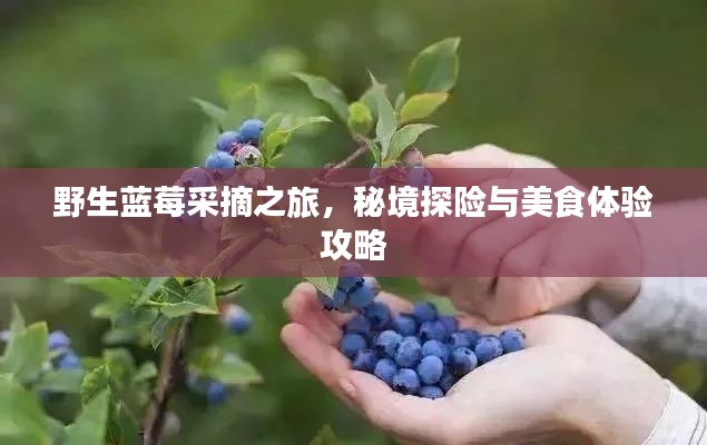 野生蓝莓采摘之旅,秘境探险与美食体验攻略