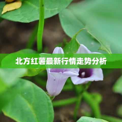 北方红薯最新行情走势分析