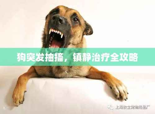 狗突发抽搐,镇静治疗全攻略