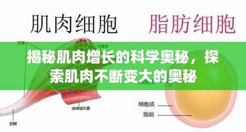 揭秘肌肉增长的科学奥秘,探索肌肉不断变大的奥秘