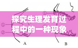 探究生理发育过程中的一种现象,髁状突发育快速揭秘