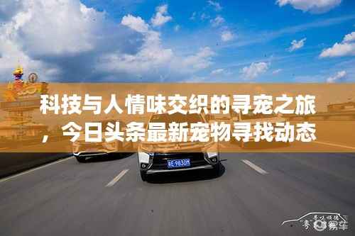 科技与人情味交织的寻宠之旅,今日头条最新宠物寻找动态