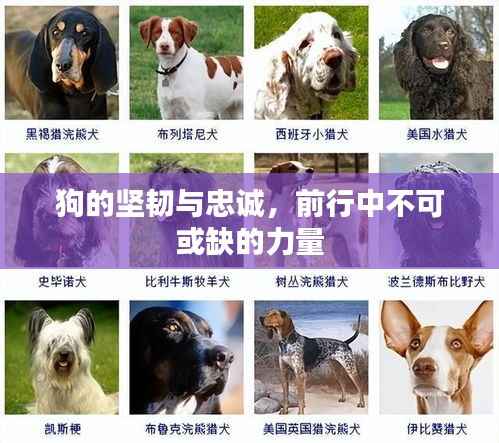狗的坚韧与忠诚,前行中不可或缺的力量