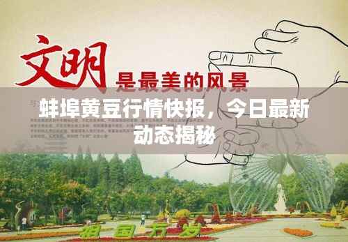 蚌埠黄豆行情快报,今日最新动态揭秘