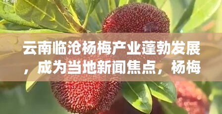 云南临沧杨梅产业蓬勃发展,成为当地新闻焦点,杨梅产业迎来喜讯