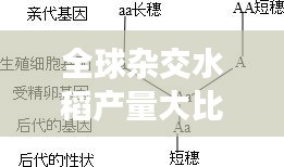 全球杂交水稻产量大比拼！排名揭晓！